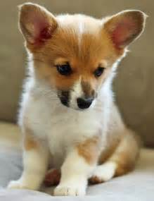 Akc registered cuddly, very loving, and smart. 50 Very Cute Pembroke Welsh Corgi Puppies Pictures And Photos