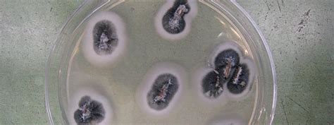 It is a large forest tree of the eastern united states and southern ontario in canada. Plant Disease Clinic