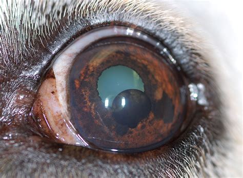 Please see below for more information on this. Eye Color Change in a Dog | Clinician's Brief