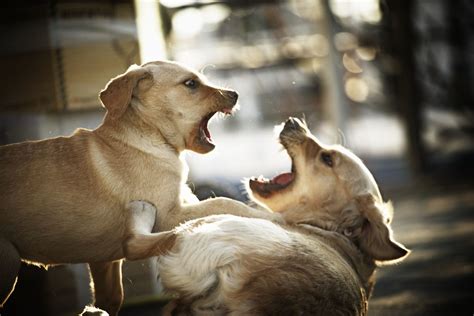 Puppy Body Language