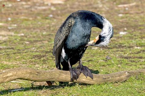 Black And Gray Small Beaked Bird Free Image Peakpx