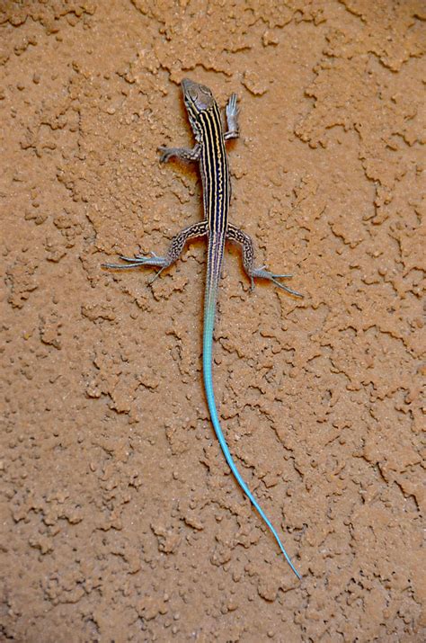 Blue Tailed Skink Or Lizard This Little Guy Was On The Stu Flickr