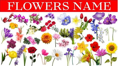Maybe you would like to learn more about one of these? Flowers Name In Hindi & English With Pictures | Phoolon Ke ...