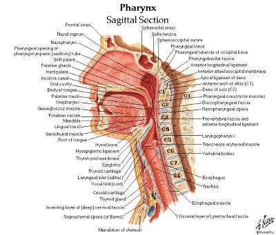 Raj md on august 13th, 2018. 280 Head and Neck Anatomy MCQ (Multiple Choice Questions ...
