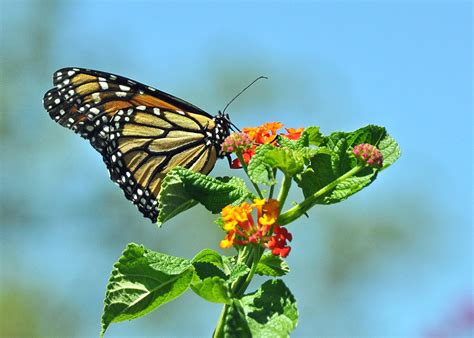 Monarch Birds And Blooms