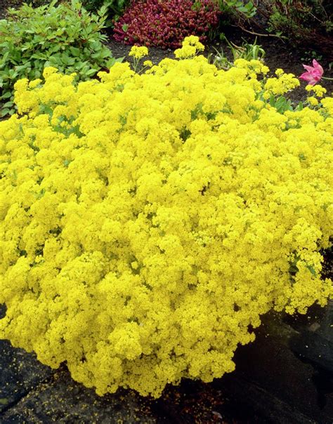 We did not find results for: Gold Dust • Aurinia saxatilis • Alyssum saxatile • Plants & Flowers • 99Roots.com | Jardim, Vasos
