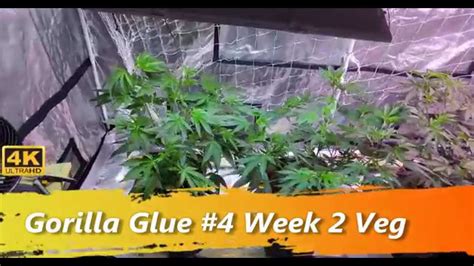 Gorilla Glue 4 Week 2 Veg Hydrponics Youtube