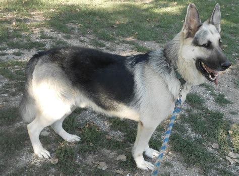 2020 popular 1 trends in cellphones & telecommunications, home & garden, men's clothing, jewelry & accessories with puppy german shepherd and 1. silver and black german shepherd - Google Search | Silver ...