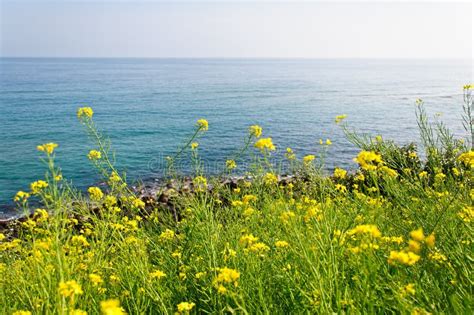 The Seaside With Yellow Flowers Stock Photo Image Of Scenic
