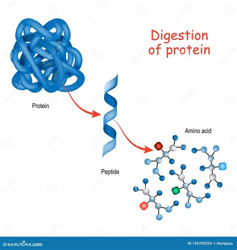 Protein Enzymes Fold Into Their Structure To Fulfill Their Function