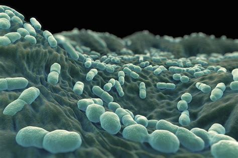 By 2020, 21 species had been identified. Listeria: Symptoms, Causes, Diagnosis, treatment, and ...