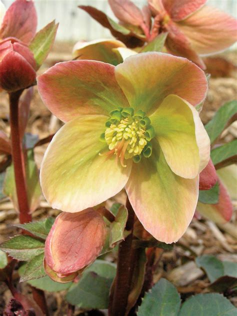 How To Plant Grow And Care For Hellebore Hgtv