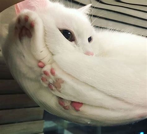Perhaps, thats why you find many pictures of cats here and there on the internet. 15+ Hilarious Reasons Why Glass Tables Were Made For Cats ...