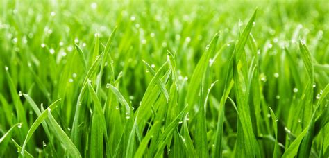 What kind of grass is best for kentucky bluegrass? Lawn Grass Types & Installation | TLC Garden Centers