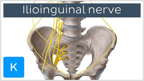 Ilioinguinal Nerve Course And Innervation Human Anatomy Kenhub Youtube