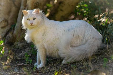 18 Exotic Breeds Of House Cat