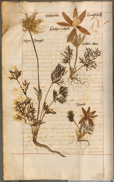 Basteln mit kindern kostenlose bastelvorlage natur herbarium basteln. 81 besten Herbarium Bilder auf Pinterest | Natur ...
