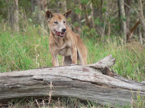 Free Wild Dog Control Available To Landholders And Managers