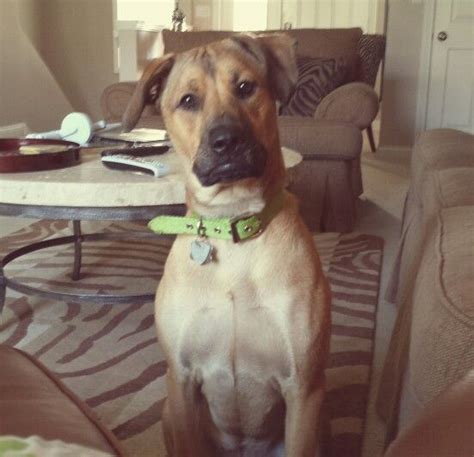 Your online guide to dogs and dog training. Lucy-Boxer, Lab, and Great Dane mix | Great dane mix, Dogs, Great dane