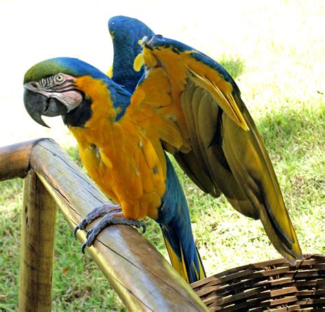 Wildlife Of The World Beautiful Parrot Wallpapers 2012