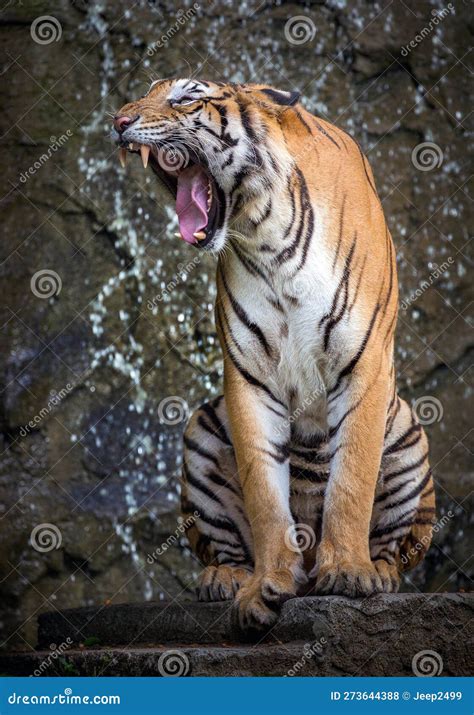 Indochinese Tiger Is Roaring Stock Photo Image Of Roaring Mammal