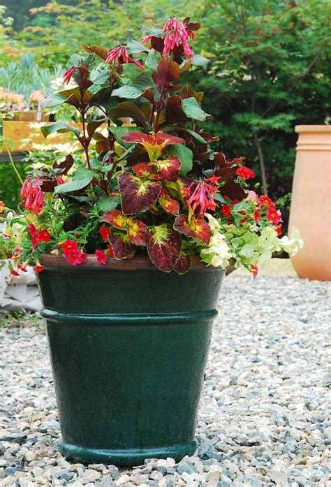 Gartenmeister fuchsia can be grown directly in the garden or in containers. Red Combo for Part Shade | Garden Foreplay