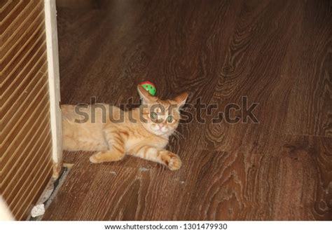 Astonished Cat Glowing Eyes Lay Down Stock Photo 1301479930 Shutterstock