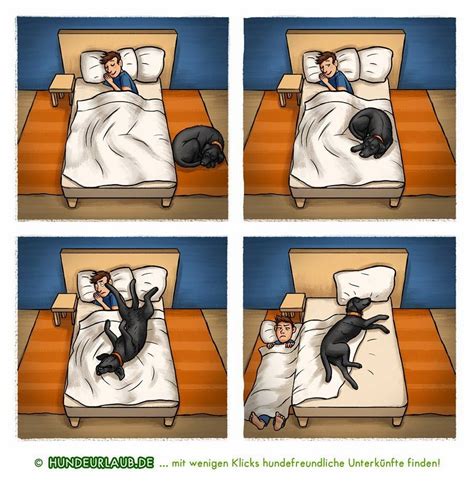 Wenn ich dir fruhstuck ans bett bringe lustige bilder spruche. Traumzaubereien: Wenn Hunde träumen