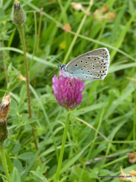A Cotswold Year Large Blue Butterfly
