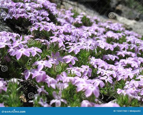 Purple Mountain Flowers Stock Photo Image Of Macro Focus 15341768