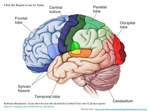 Brain Cortical Regions And Functions
