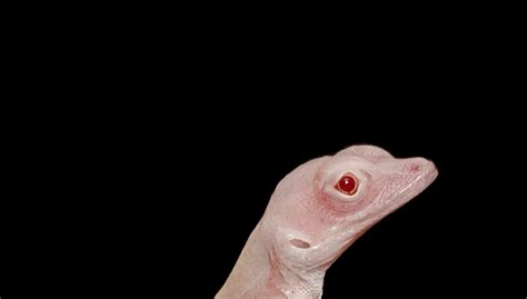 These Albino Lizards Are The Worlds First Gene Edited Reptiles