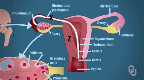Anatomy And Physiology Internal Female Reproductive Anatomy Gambaran