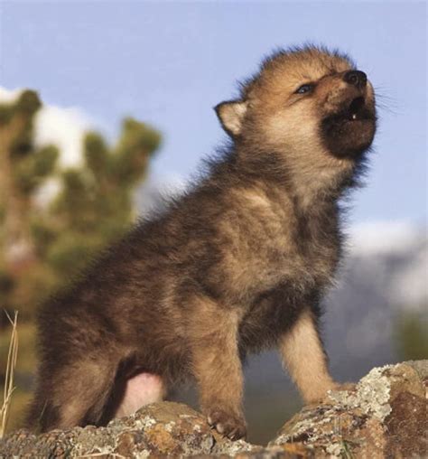 Seth josephson director of photography: Gefällt 9,242 Mal, 78 Kommentare - Wolves & Wolfdogs ...