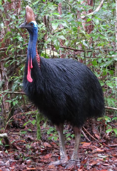 Cassowary Mating Season 2019 Atherton Birdwatchers Cabin