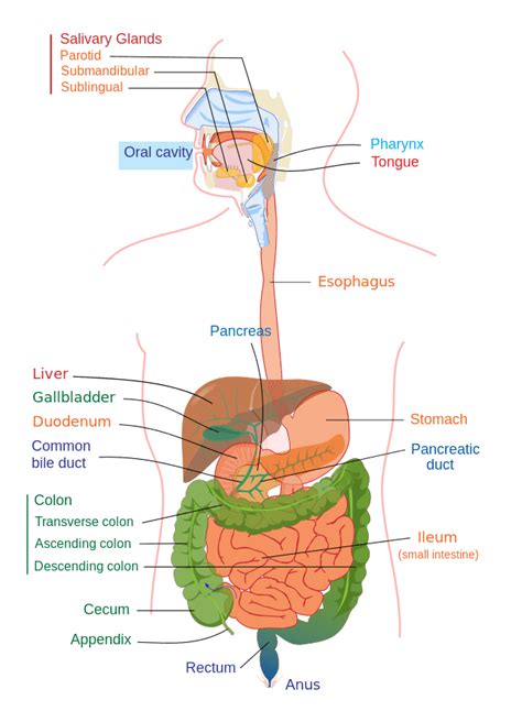 The Human Digestive System Organs Functions And Diagram