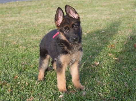 Buy and sell german shepherd puppies & dogs and almost anything on gumtree australia. Vollmond - German Shepherd Puppies For Sale | Chicago ...