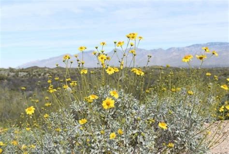 30 Indigenous Desert Plants That Can Grow In Harsh Climate Conserve