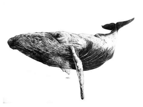 Mike would have been down there collecting lobsters, and the whale, trying to swallow sand eels, would have suddenly found he had a diver in his mouth while. Humpback whale, Whales and Pencil on Pinterest