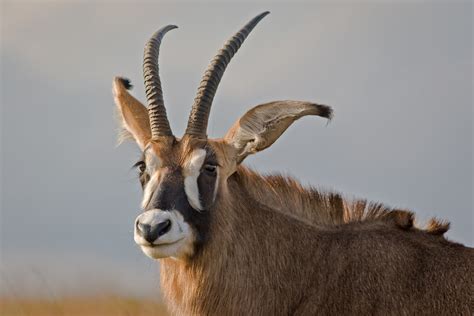 The Ruins Of The Moment Roan Antelope — Photos By Pete Mcgregor