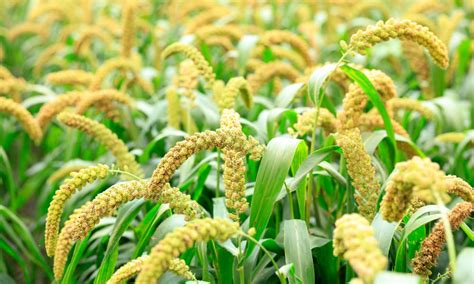 Foxtail Millets Benefits Nutrition And Delicious Recipes