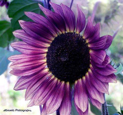 Purple Sunflower Plant And Nature Photos Manuelar