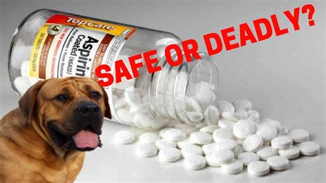 Can Dogs Have Baby Aspirin For Pain