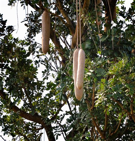 Sausage Tree Murchison Uganda Kigelia Africana Rod Waddington