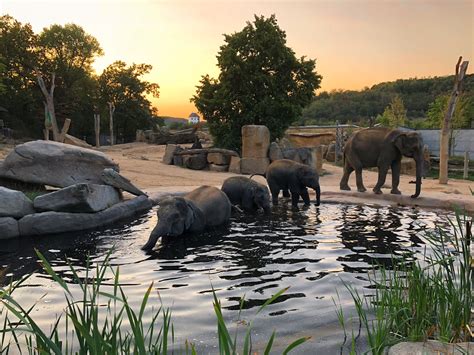 19,912 free images of zoo. The elephants in Prague zoo spend the nights in outdoor ...