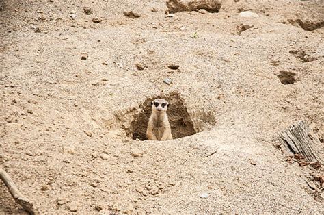 Meerkat Burrow Stock Photos Pictures And Royalty Free Images Istock