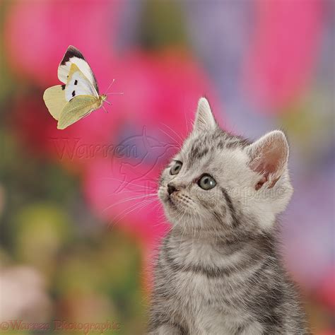 Silver Tabby Kitten Watching A Butterfly Photo Wp44755