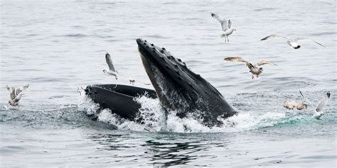 Humpback Whale Almost Swallows Man Off Coast Of Cape Cod Ma