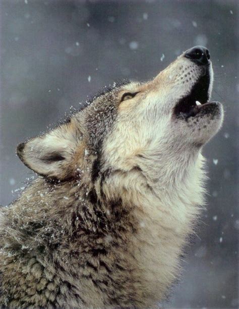 Gray Wolf Is A Keystone Predator Of The Ecosystem Cuccioli Di Lupo