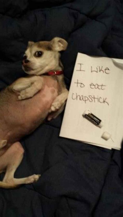35 Of The Most Hilarious Pet Confessions Blazepress Tiny Puppies
